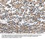 INHA Antibody