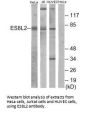 EPS8L2 Antibody