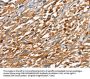 CAPG Antibody