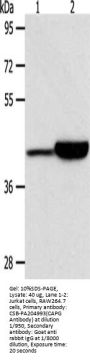 CAPG Antibody