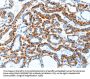 TLR2 Antibody