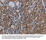 MYO7A Antibody