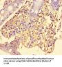 SRGAP2C Antibody