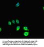 SRGAP2C Antibody