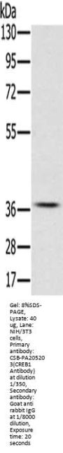CREB1 Antibody