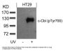 Phospho-CBL (Tyr700) Antibody