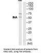 INA Antibody