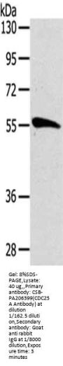 CDC25A Antibody