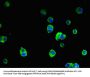 SRGAP2B Antibody
