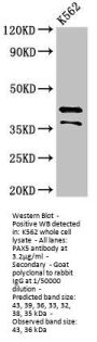 PAX5 Antibody