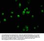 PAX5 Antibody