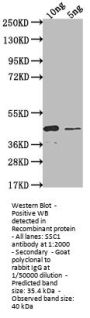 SSC1 Antibody