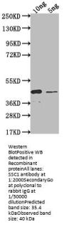 SSC1 Antibody