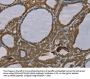 S100A6 Antibody
