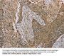 S100A6 Antibody