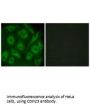 CDH23 Antibody