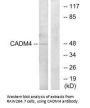 CADM4 Antibody