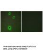 CADM4 Antibody