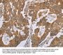 NLRP10 Antibody