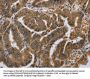 NLRP10 Antibody