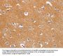 Rabbit anti-human DUSP10 polyclonal antibody