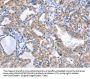 Rabbit anti-human DUSP10 polyclonal antibody