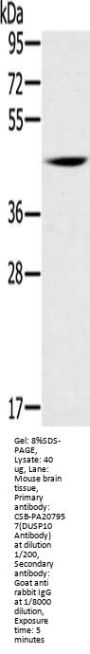 Rabbit anti-human DUSP10 polyclonal antibody