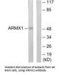 ARMCX1 Antibody