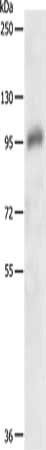PDGFRB Antibody