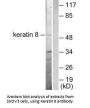 KRT8 Antibody