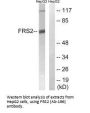 FRS2 (Ab-196) Antibody