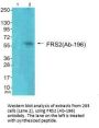 FRS2 (Ab-196) Antibody