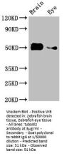 tuba8l2 Antibody