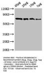 sox10 Antibody