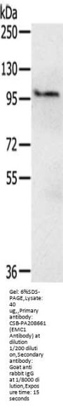 EMC1 Antibody