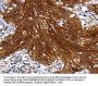 MAPK9 Antibody