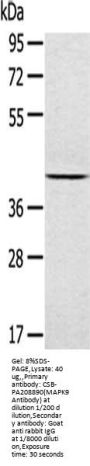 MAPK9 Antibody