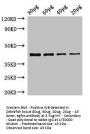 egfra Antibody
