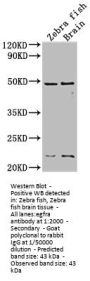 egfra Antibody