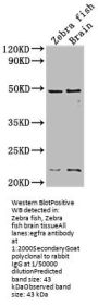 egfra Antibody