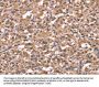 HRH1 Antibody