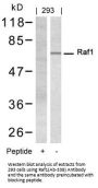 RAF1 (Ab-338) Antibody