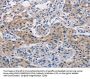 CASP10 Antibody