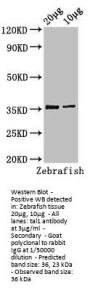 tal1 Antibody