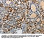 MAD2L1 Antibody