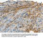 MAD2L1 Antibody