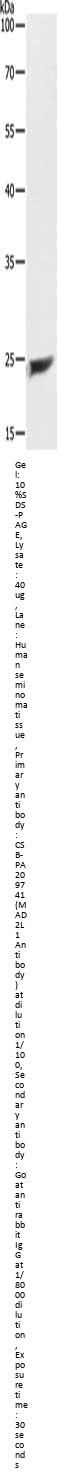 MAD2L1 Antibody