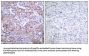 Phospho-EGFR (Ser1070) Antibody