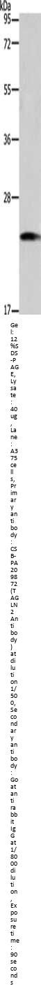 TAGLN2 Antibody
