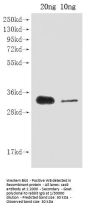 cas9 Antibody